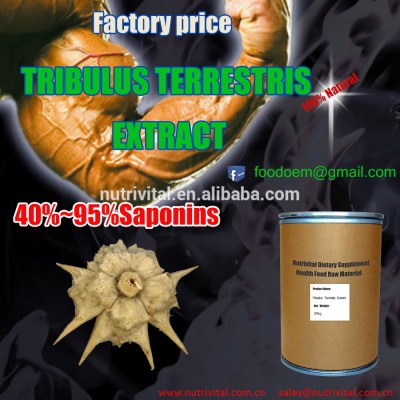 High purity raw material Tribulus terrestris extract, organic tribulus